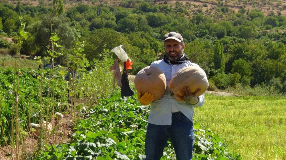 Batman-Gercüş’te bal kabağı hasadı başladı