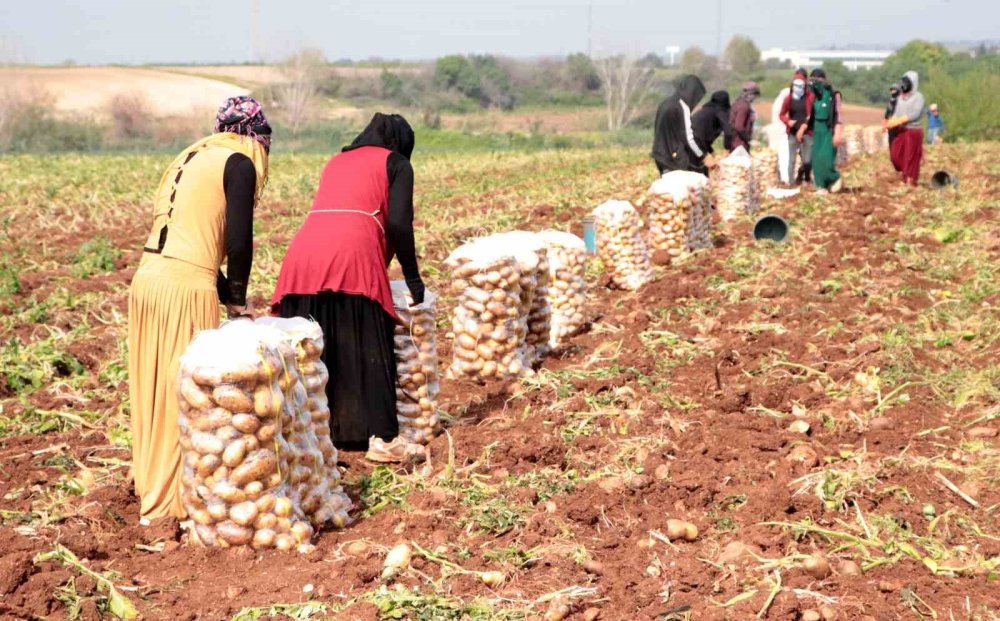 Erzincan’da patates hasadı mesaisi başladı