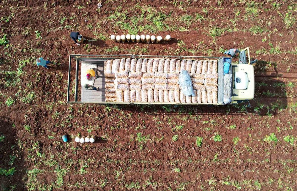 Erzincan’da patates hasadı mesaisi başladı