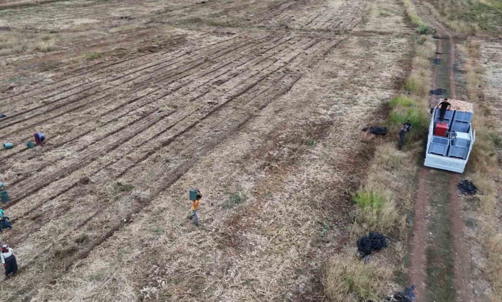 Malatya’da üretilen soğan Avrupa’ya ihraç ediliyor