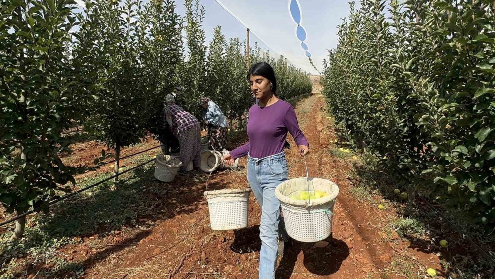 Malatya-Doğanşehir’de elma hasadı başladı