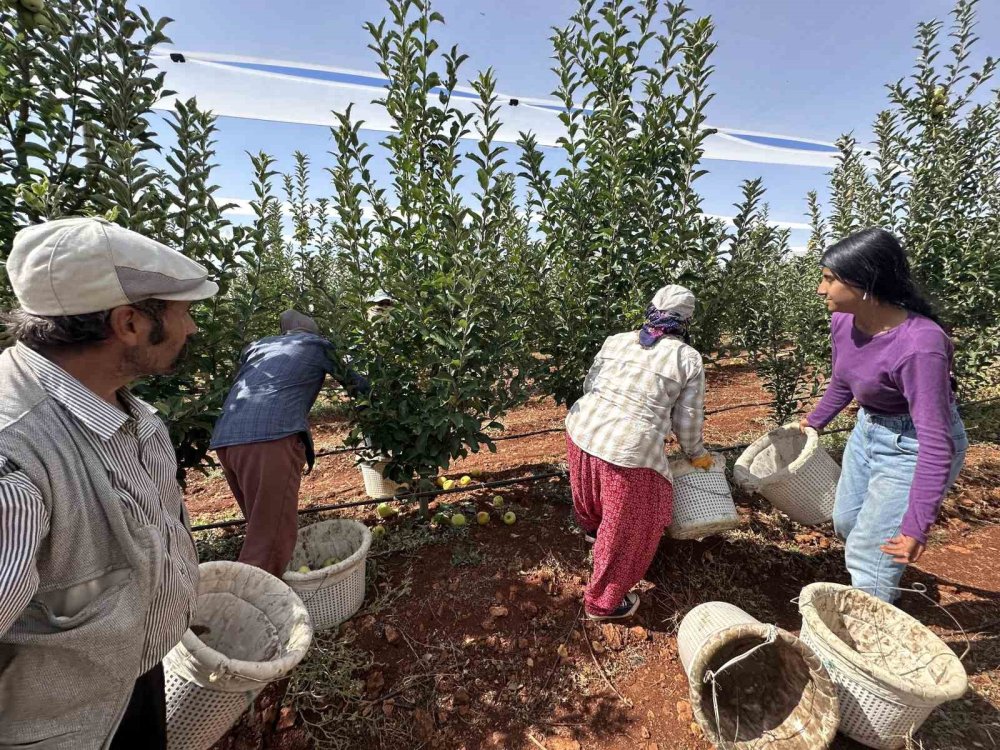 Malatya-Doğanşehir’de elma hasadı başladı