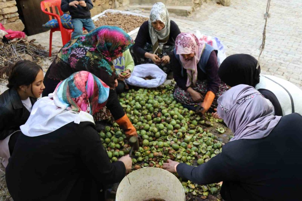 Van’da ceviz hasadı için uzun sırıklar kullanılıyor