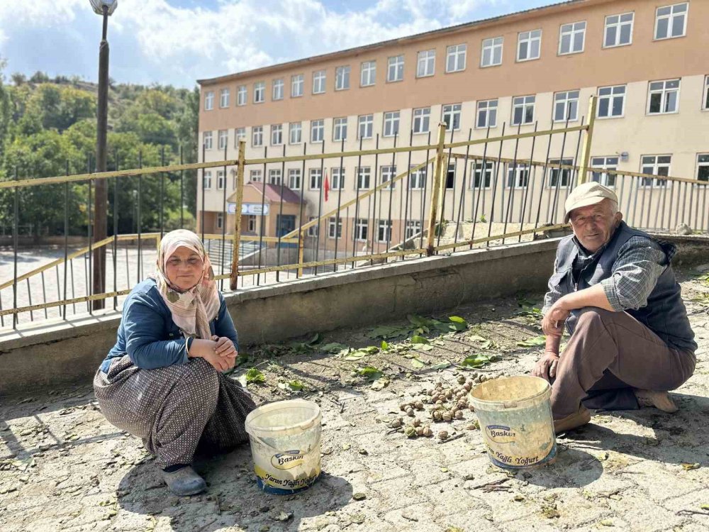 Okul yolunda öğrencilere ceviz ikramı