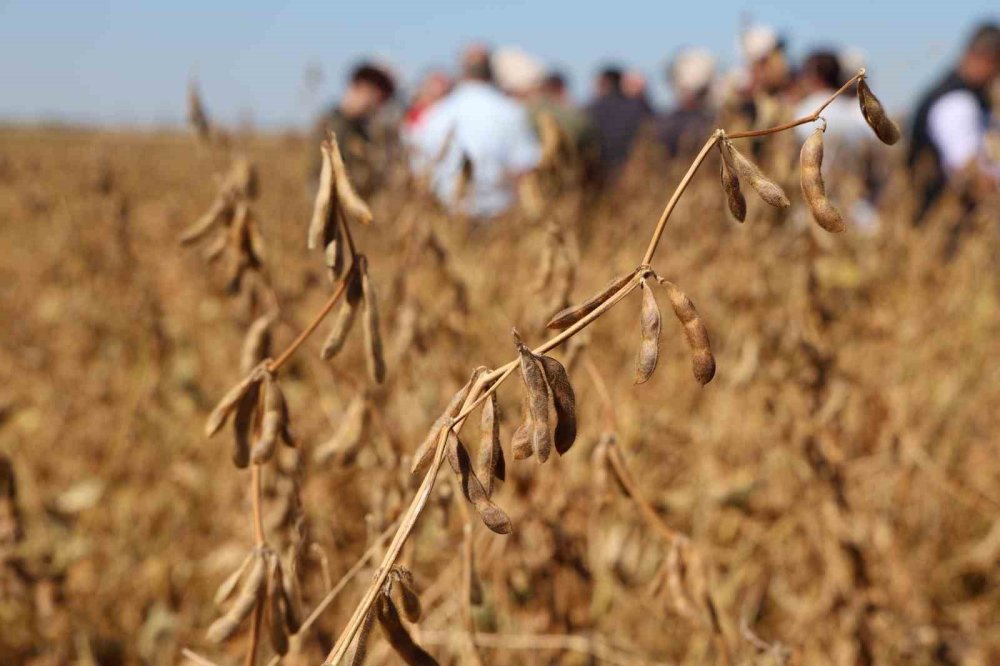 Diyarbakır’da bu yıl 35 bin dekar soya fasulyesi ekimi yapıldı