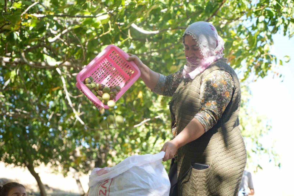 Muş'ta 100 yıldır aynı heyecanla ceviz hasadı yapılıyor