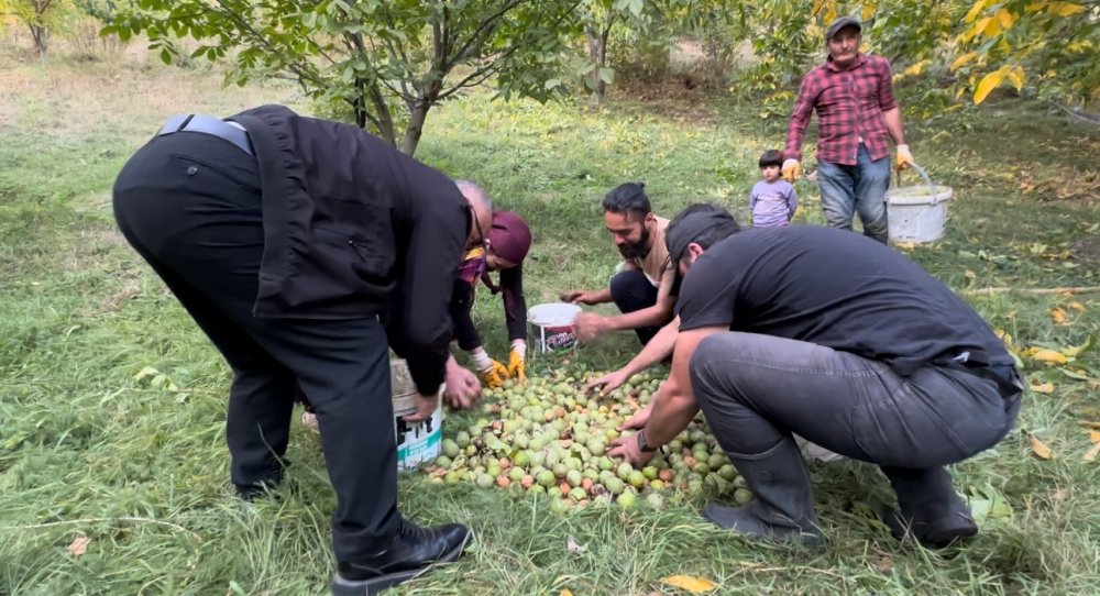 Yüksekova’da ceviz hasadı devam ediyor