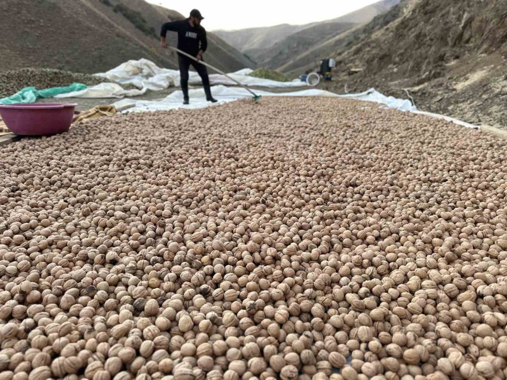 Yüksekova’da ceviz hasadı devam ediyor