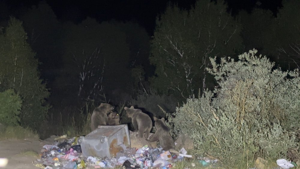 Tatvan'da bozayılar, yiyecek ararken görüntülendi