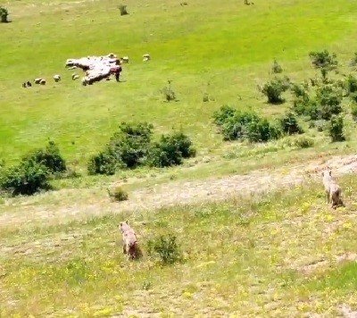 Kurtlar sürüye, dronlu çoban da kurtlara pusu attı