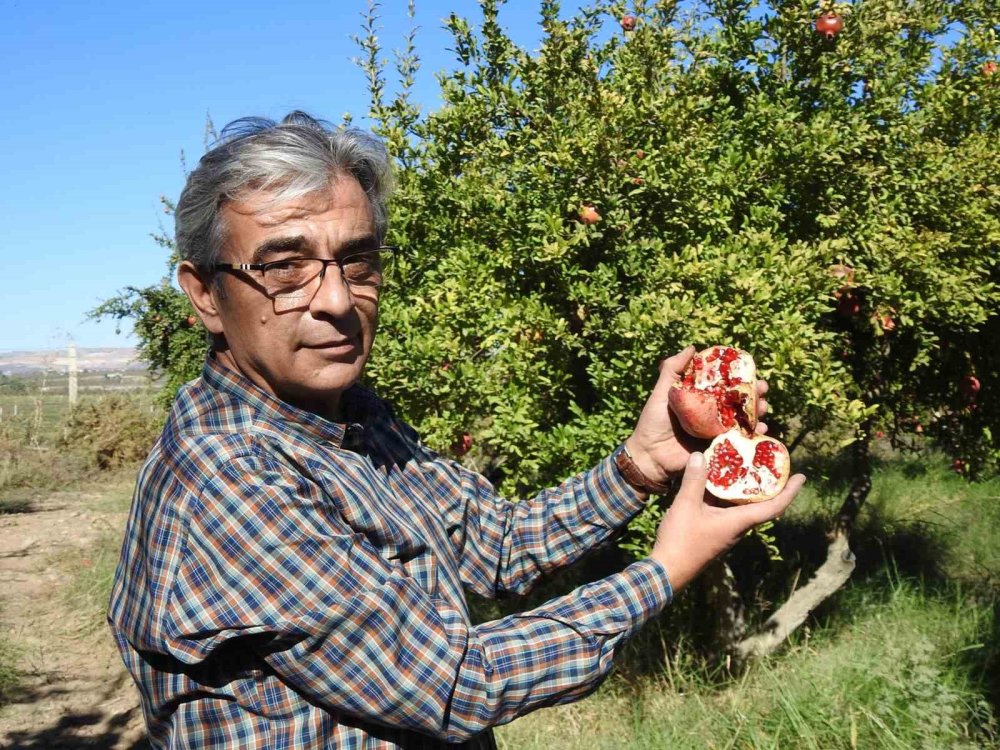 Antep’te çiftçiler nar hasadına hazırlanıyor