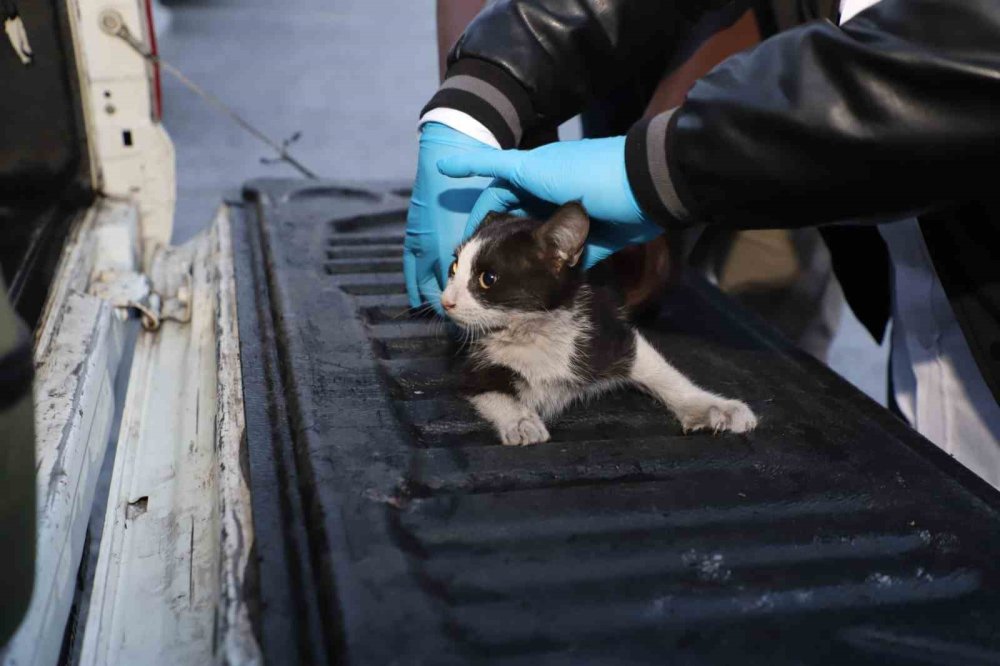 Hakkari’de 4 katlı binada mahsur kalan yavru kedi ekiplerce kurtarıldı