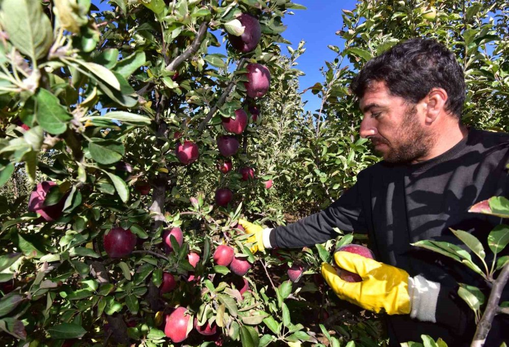 Ahlat elmasına iç piyasada büyük talep