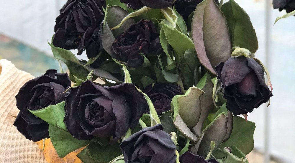 Urfa’da karagül hasadı başladı