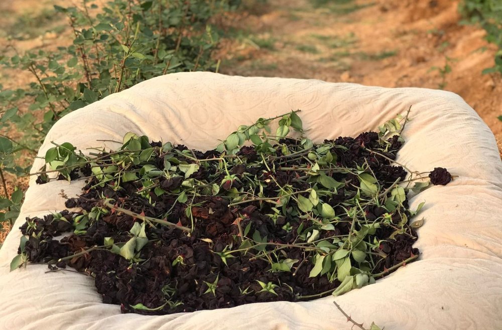 Urfa’da karagül hasadı başladı