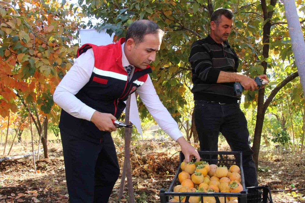 Şırnak'ta denemek için bahçesine cennet hurması ekti, geçimini bununla sağlamaya başladı