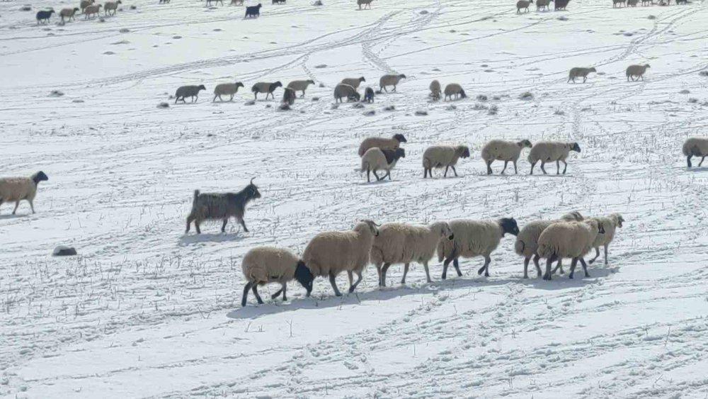 Çatak'ta besicilerin zorlu kış mesaisi başladı