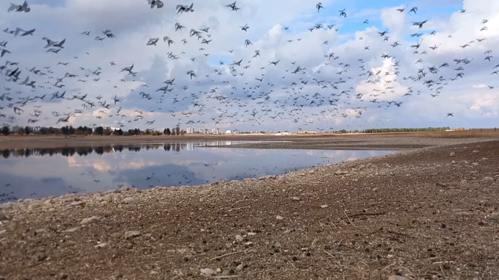 Kabaklı Göleti’nde binlerce kuşun bir arada uçuşu kamerada