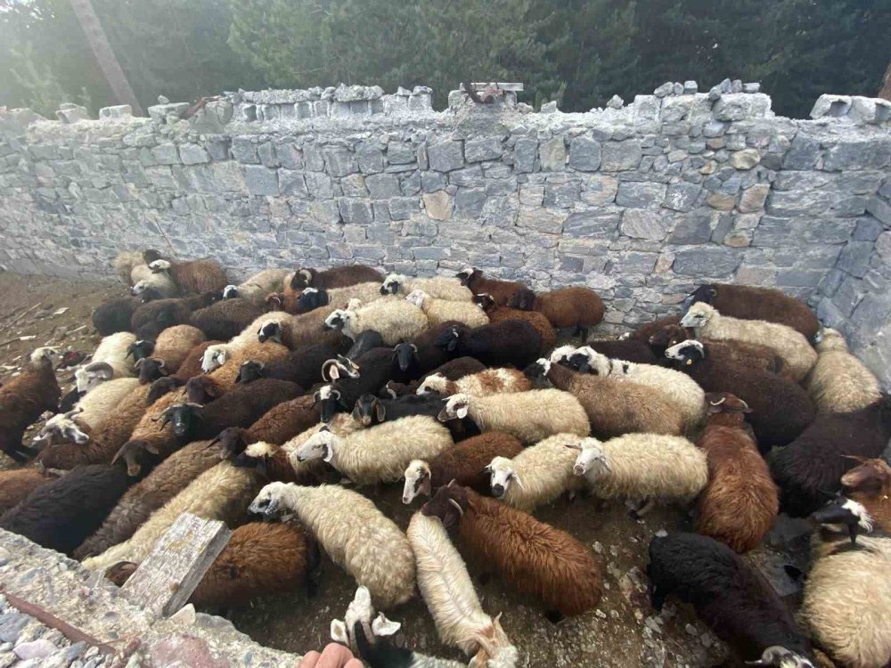 Maskeli hırsızlar tarafından çalınan hayvanlar bulundu