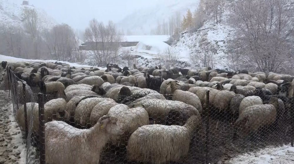 Muş’ta kar yağışı etkili oldu