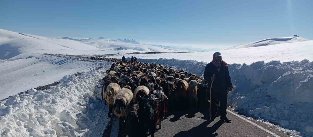 Muş’ta kar yağışı nedeniyle 2 bin koyun mahsur kaldı