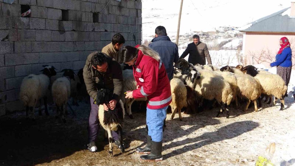 Van’da soğuk havaya rağmen aşı ve küpe çalışmaları sürüyor