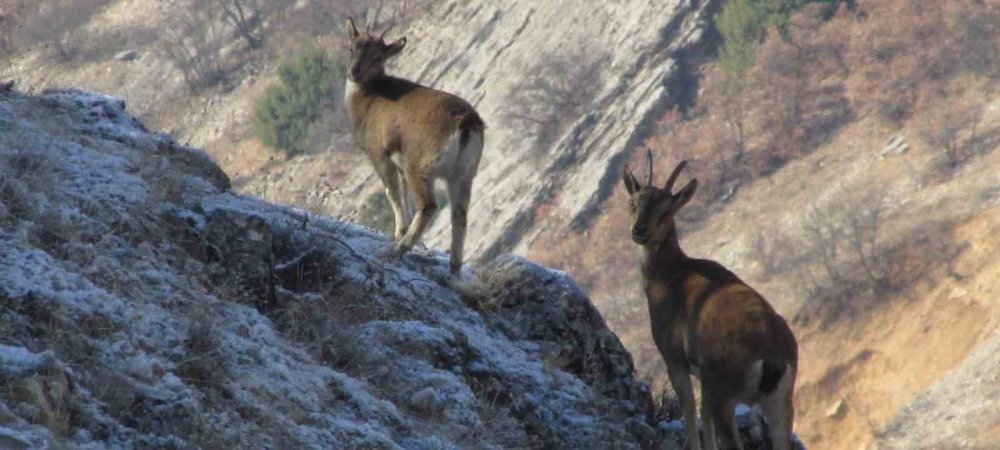 Yaban keçisi envanter çalışması yapıldı