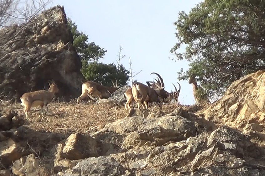 Koruma altındaki yaban keçileri, Dersim'de görüntülendi