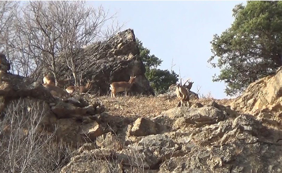 Koruma altındaki yaban keçileri, Dersim'de görüntülendi