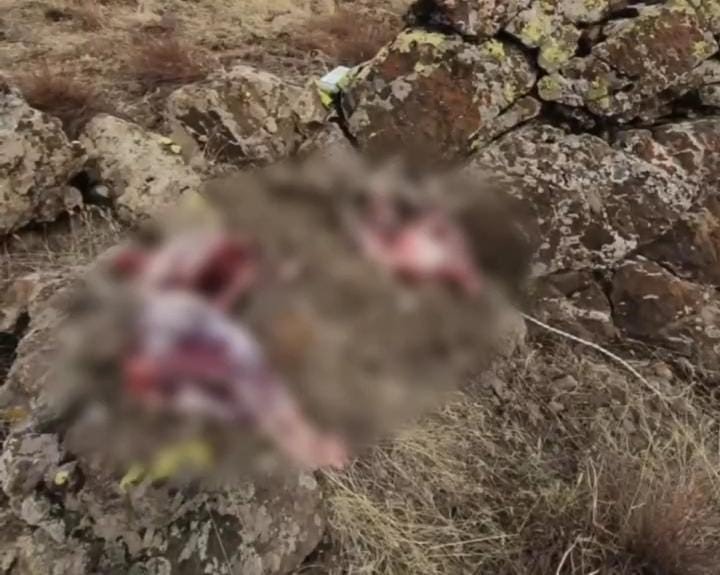 Dersim'de koruma altındaki 2 yaban keçisini avlayanlara 1 milyon 300 bin lira para cezası