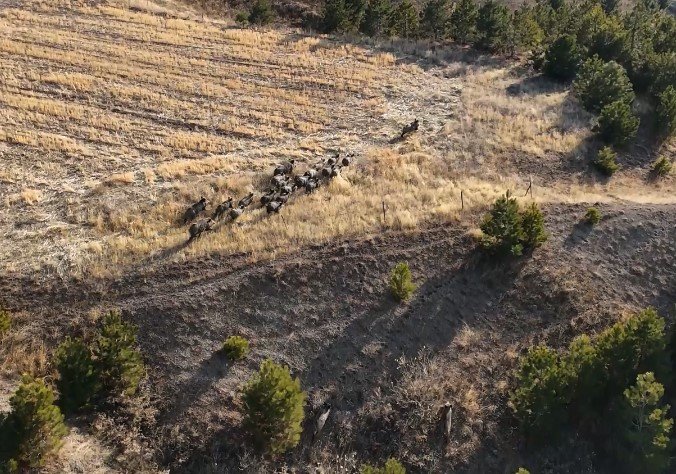 Ahlat: Domuz sürüsü dron ile görüntülendi