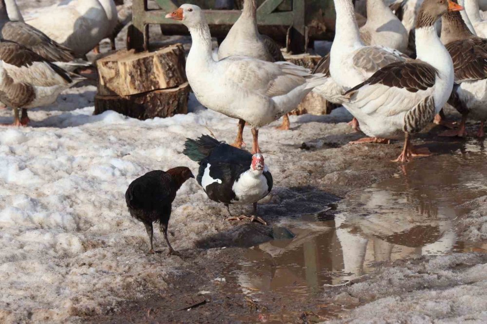 Bitki halde bulunan yaban kazı, konulduğu kümeste bir günde hakimiyet kurmaya çalıştı