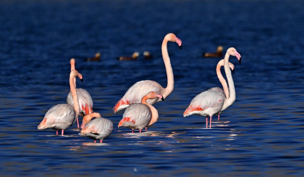 flamingolar kışın da Van Gölü'nde