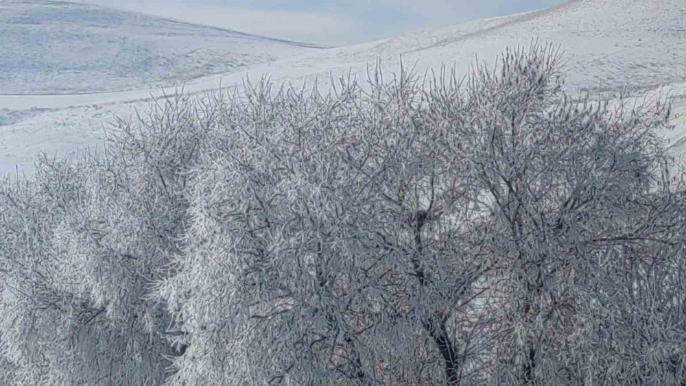 Özalp: Ağaçlar kırağı tuttu