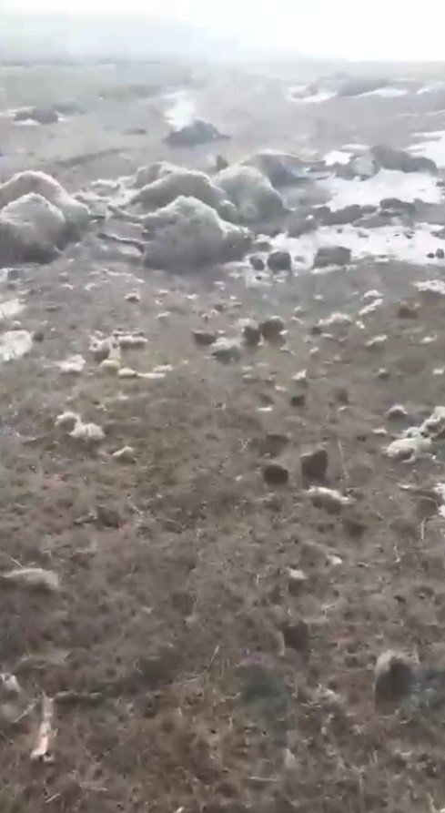 Kars'ta kurtlar dehşet saçtı