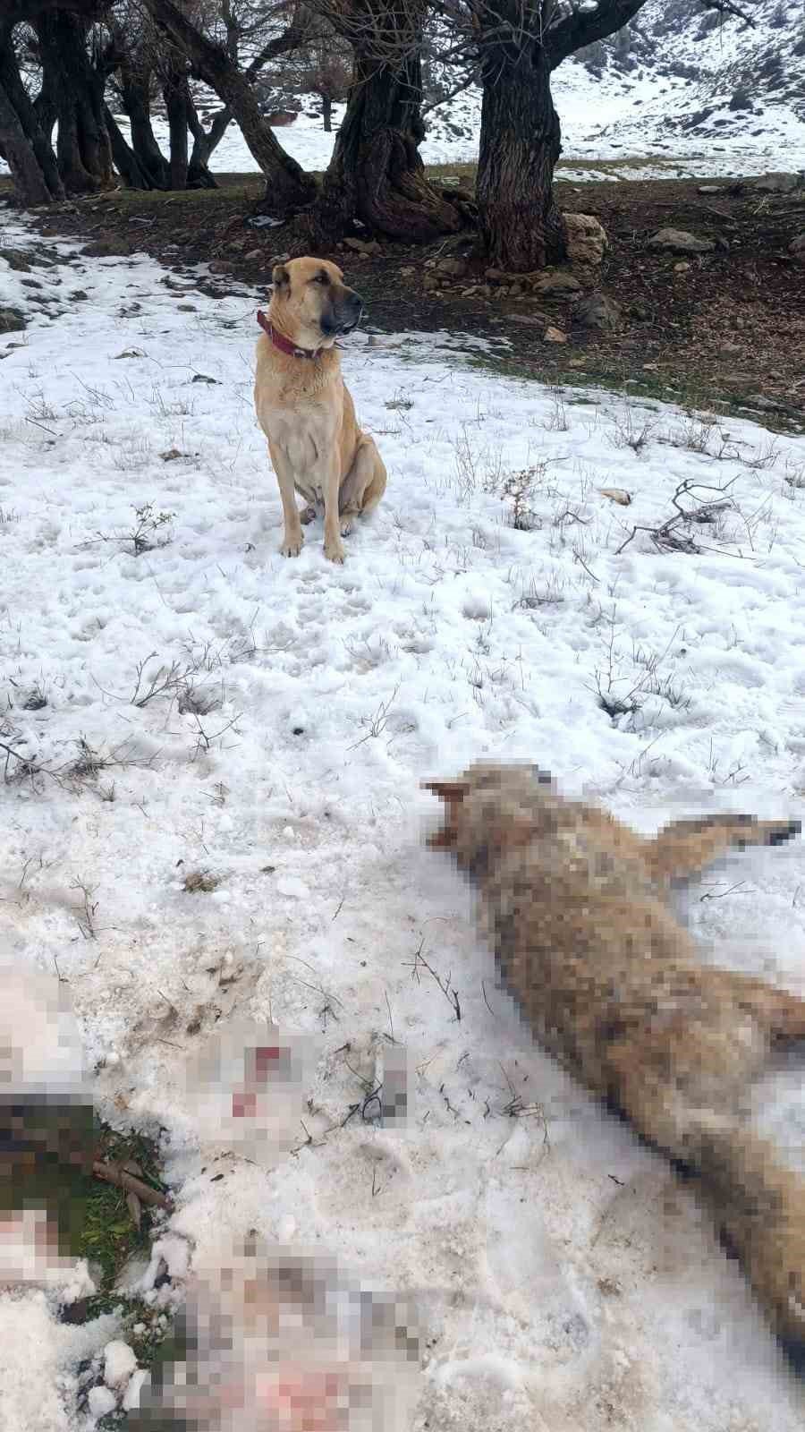 Sürüye saldıran kurdu çoban köpekleri öldürdü