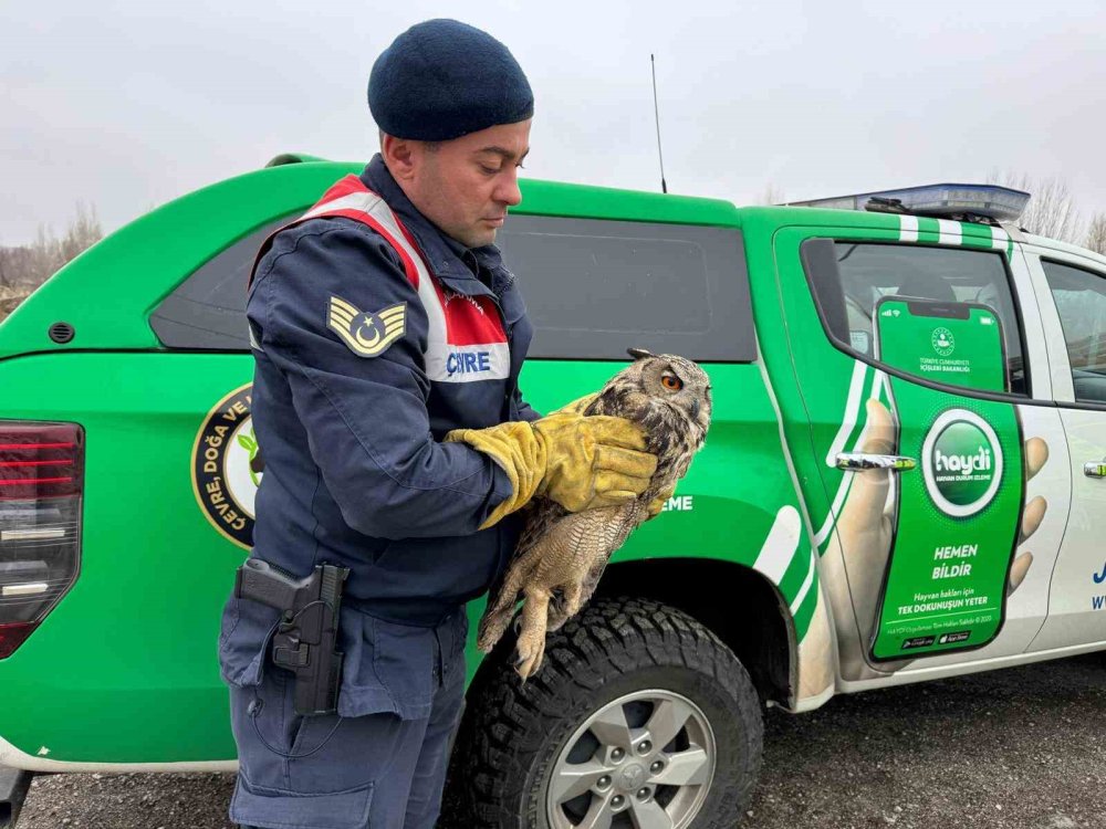Varto'da elektrik tellerine sıkışan puhu kuşu kurtarıldı