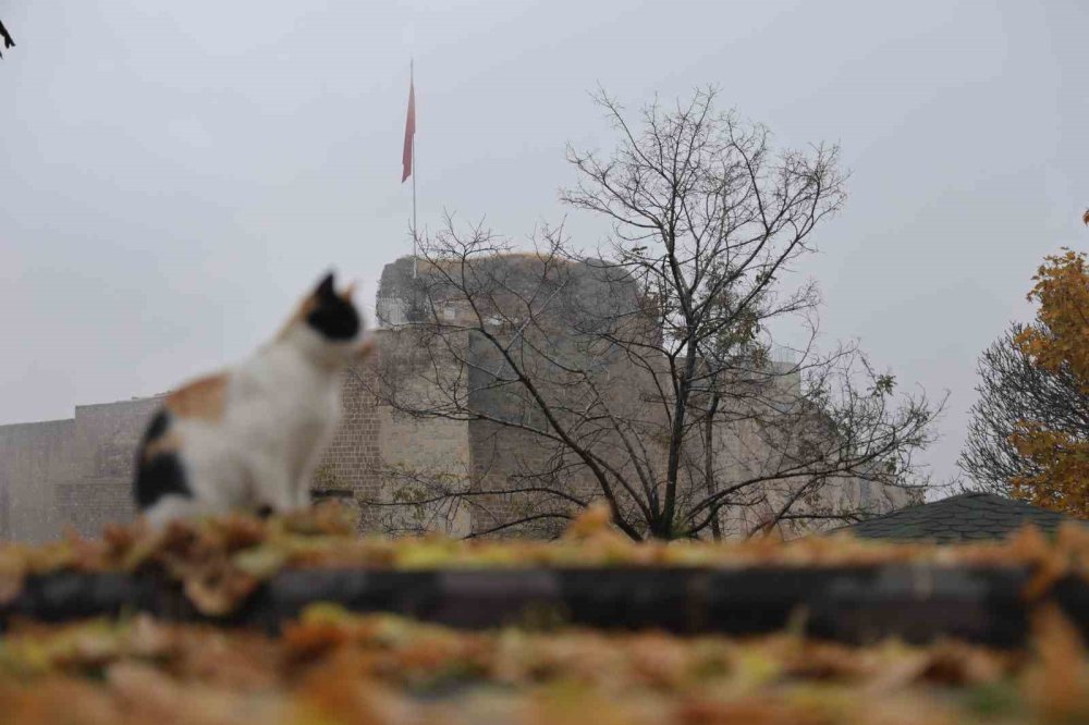 Harput’ta ’kedili’ manzaralar