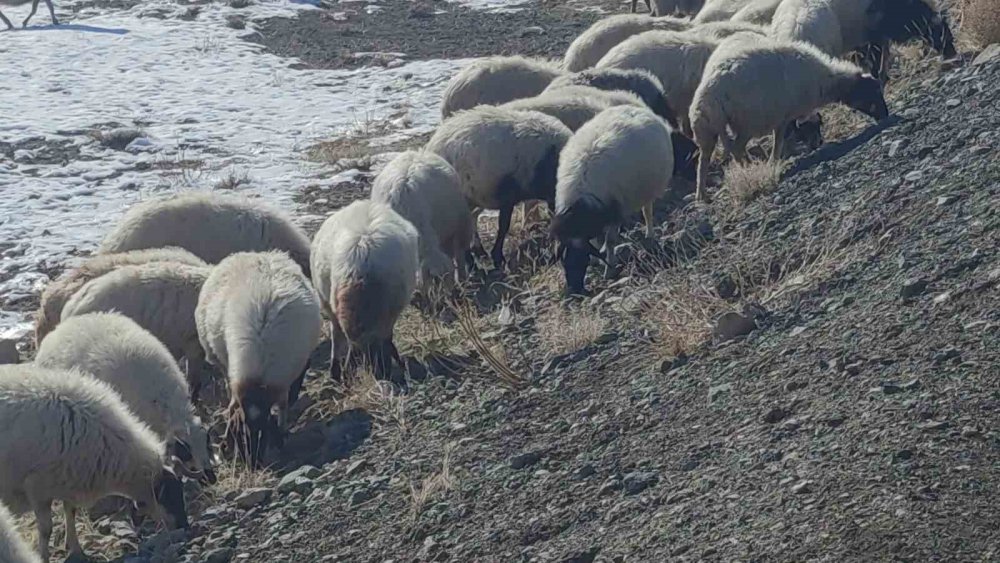 Van’da koyunlarını kar üzerinde otlatarak yemden tasarruf ediyorlar