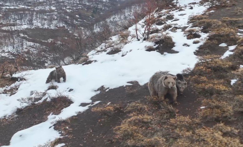 Dersim'de kış uykusuna yatmayan ayı ailesi, fotoğrafçıya poz verdi