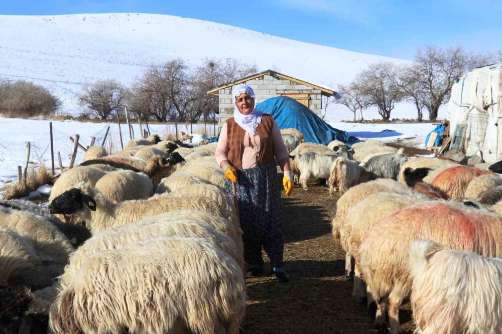 Van'da kadınlar hayvancılığa el attı