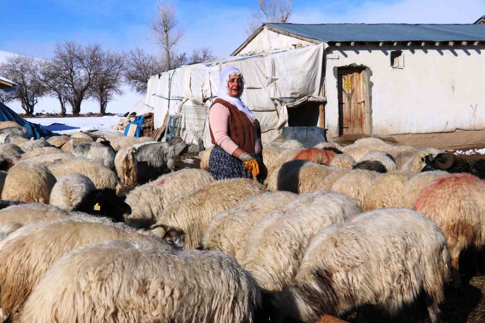 Van'da kadınlar hayvancılığa el attı