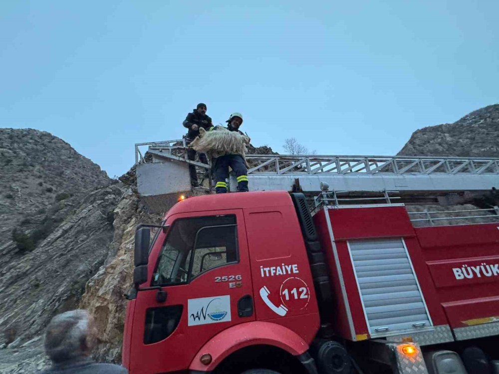 Kayalıklarda mahsur kalan 4 keçiyi ekipler kurtardı