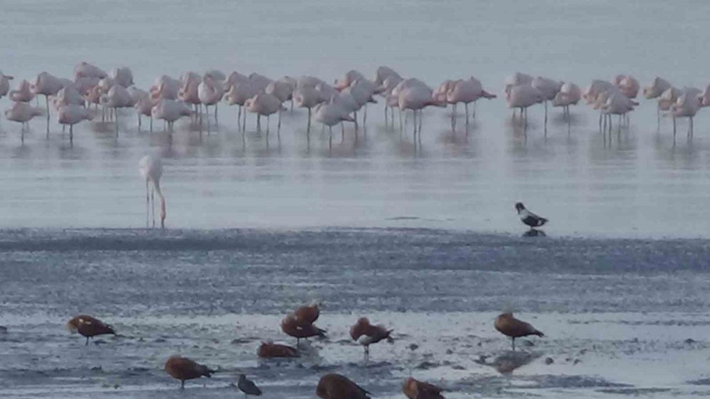 Flamingolar Van'da konaklama sürelerini uzattı