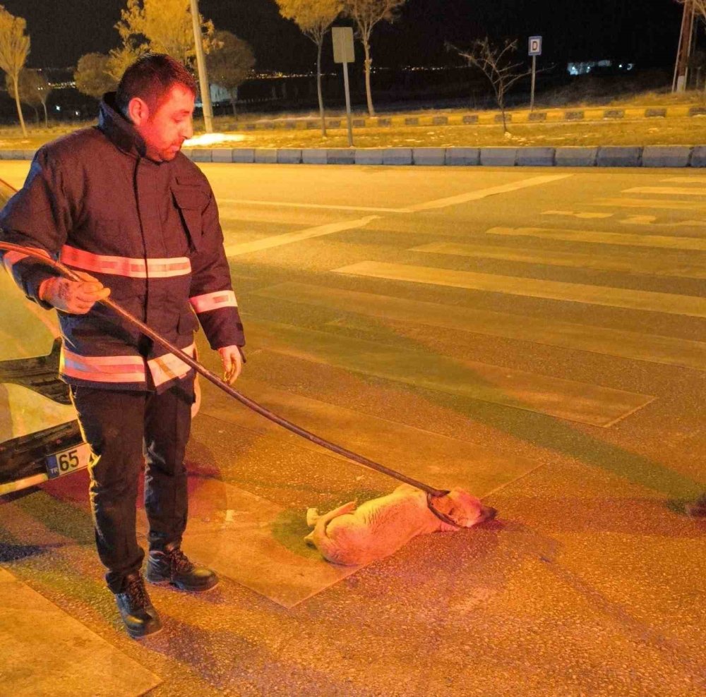 Otomobilin çarptığı köpek tampona sıkıştı