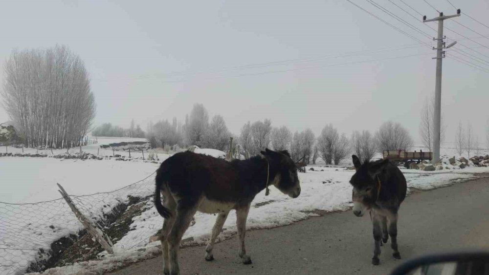 Van'da ağaçlar ve bitkiler kırağı tuttu