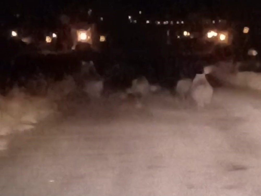 Van’da ayı sürüsü görüntülendi