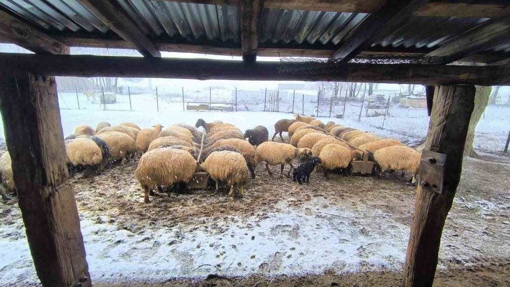 Muş’ta besiciler yoğun kar yağışı altında zorlu mücadele veriyor