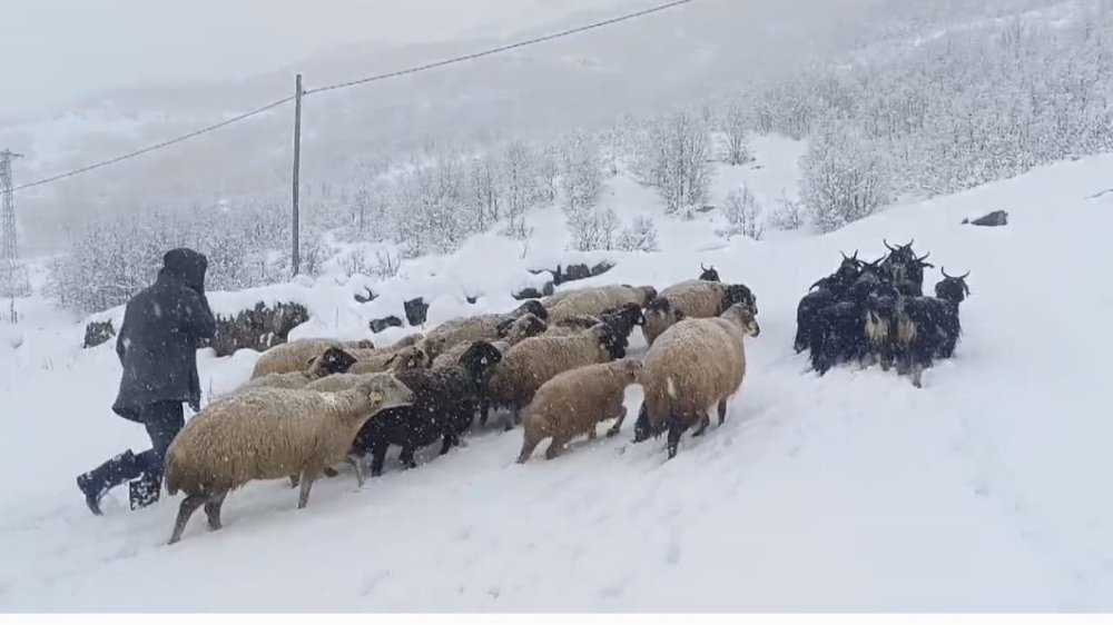 Muş’ta kar yağışı çiftçilerin hayatını olumsuz yönde etkiledi