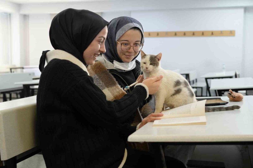 Kedi fakültede öğrencilerle derslere giriyor